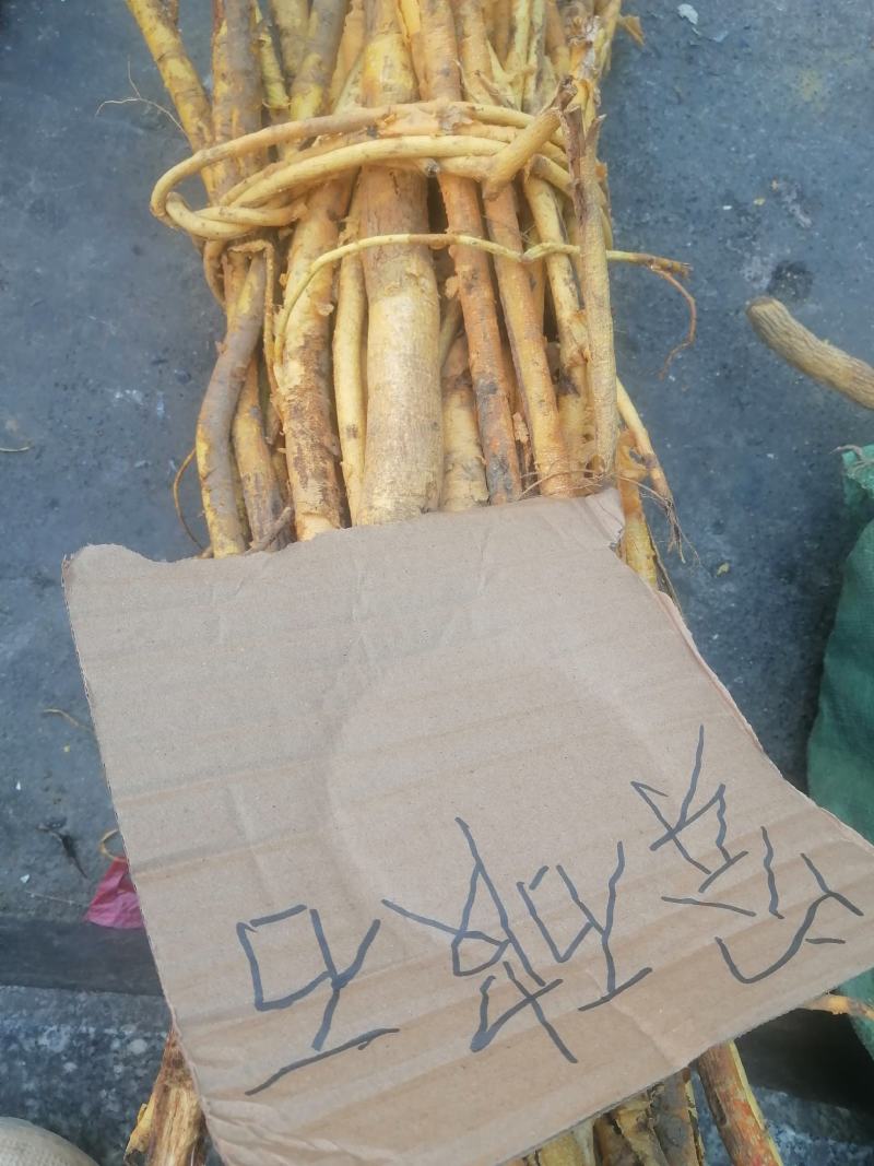 新鲜野生穿破石，***********