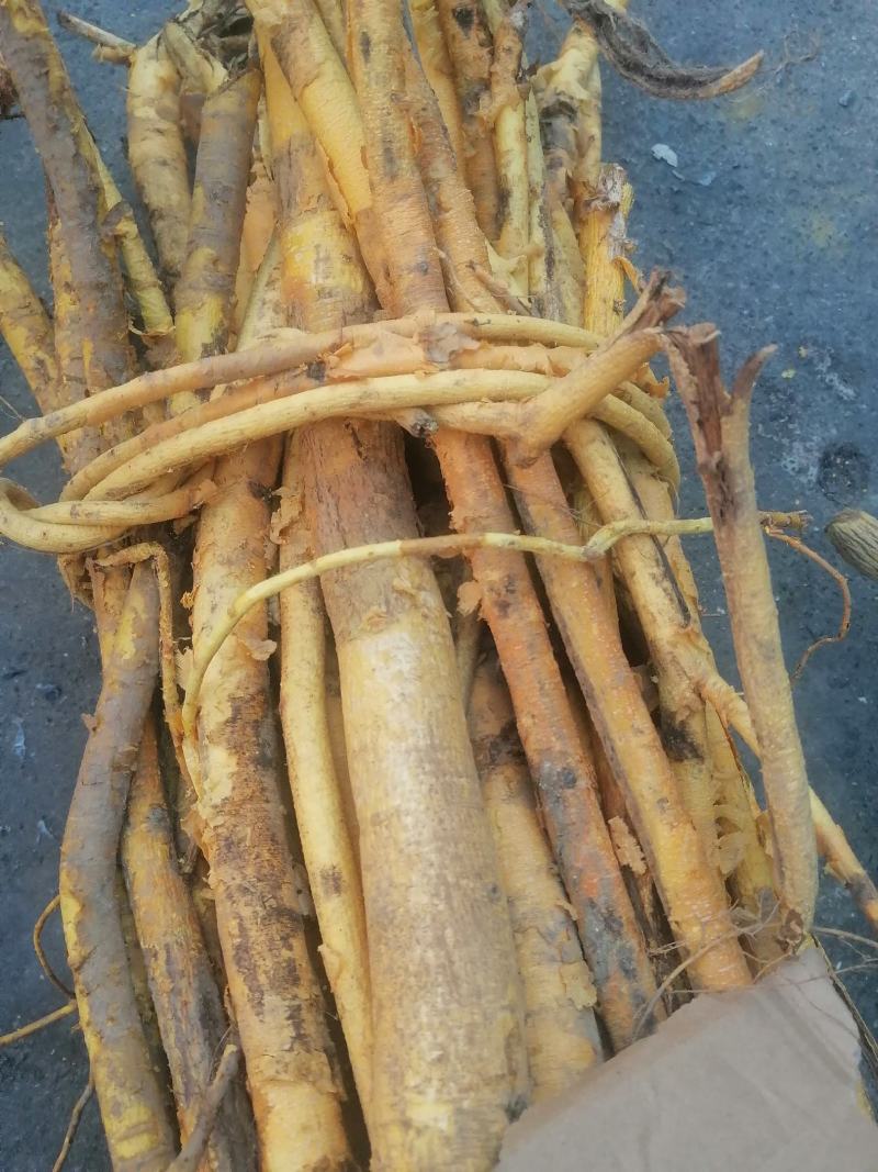新鲜野生穿破石，***********