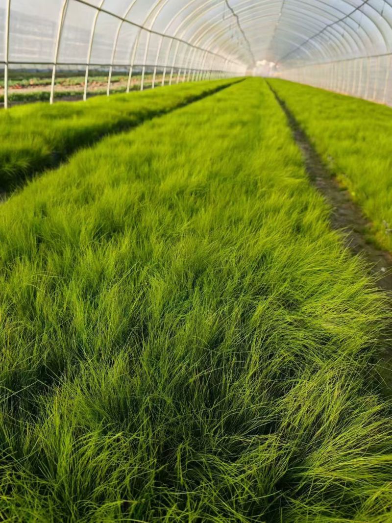 细茎针茅120杯、小杯，基地有量，欢迎来一亩田订购。