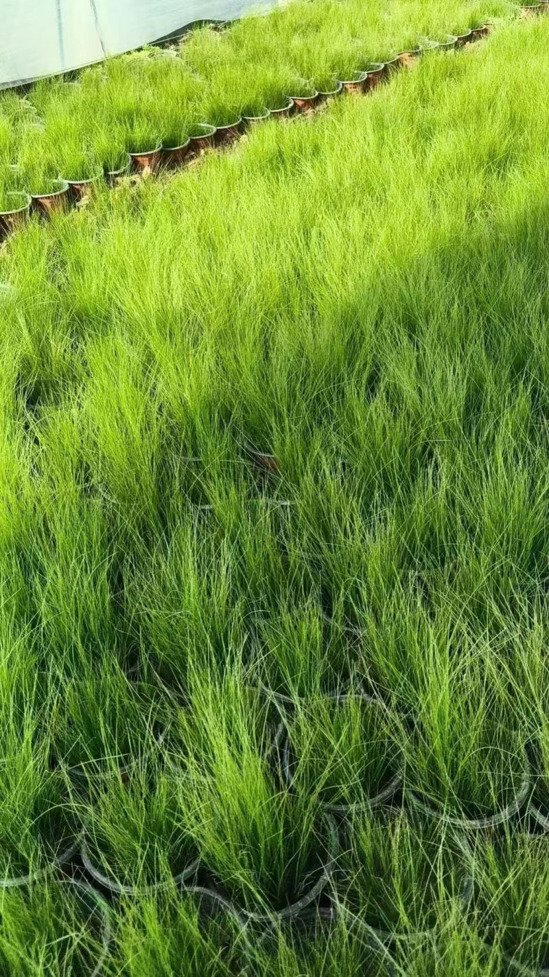 细茎针茅120杯、小杯，基地有量，欢迎来一亩田订购。