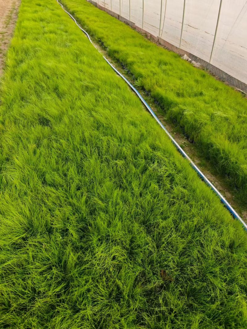 细茎针茅120杯、小杯，基地有量，欢迎来一亩田订购。