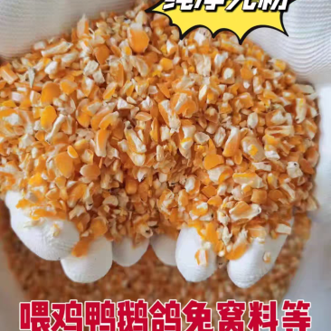 净粮碎玉米粒水分百分之十送货上门全国发货无土无沙