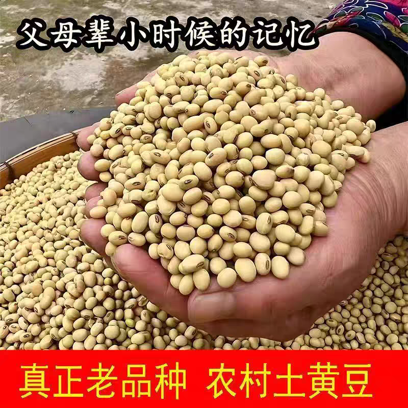 黄豆粒水分百分之九可做豆腐榨油发豆芽做豆浆全国发货