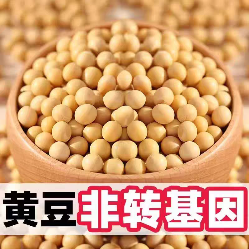 大豆黄豆粒做豆腐榨油做豆浆水分百分之九全国发货