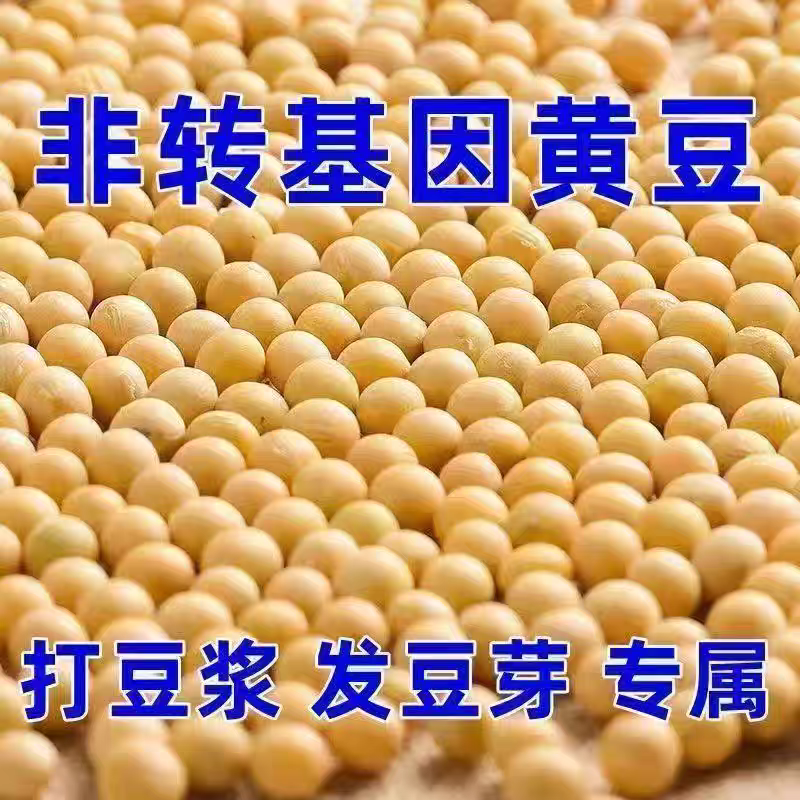 大豆黄豆粒做豆腐榨油做豆浆水分百分之九全国发货