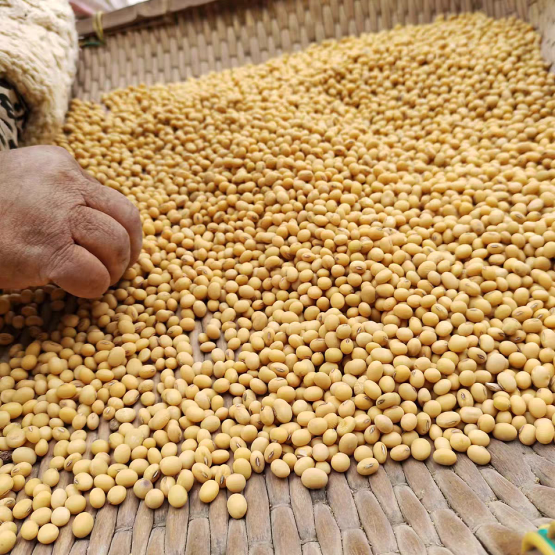 大豆黄豆粒做豆腐榨油做豆浆水分百分之九全国发货