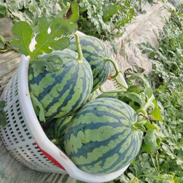 蜜都麒麟早熟一代杂交西瓜种子果实圆形果肉粉红色皮薄且脆