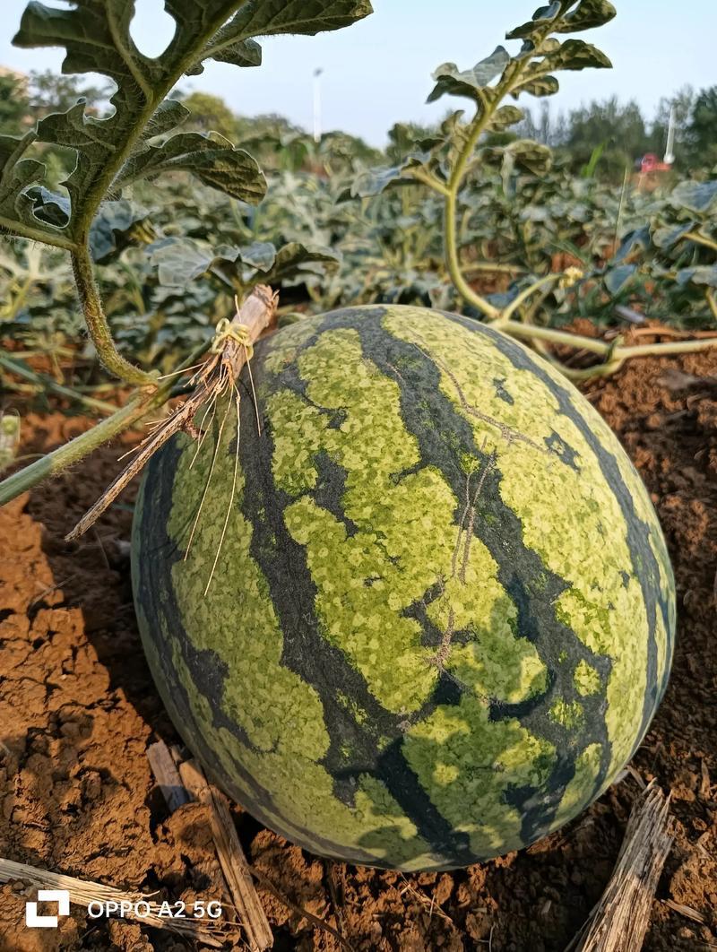 蜜都麒麟早熟一代杂交西瓜种子果实圆形果肉粉红色皮薄且脆