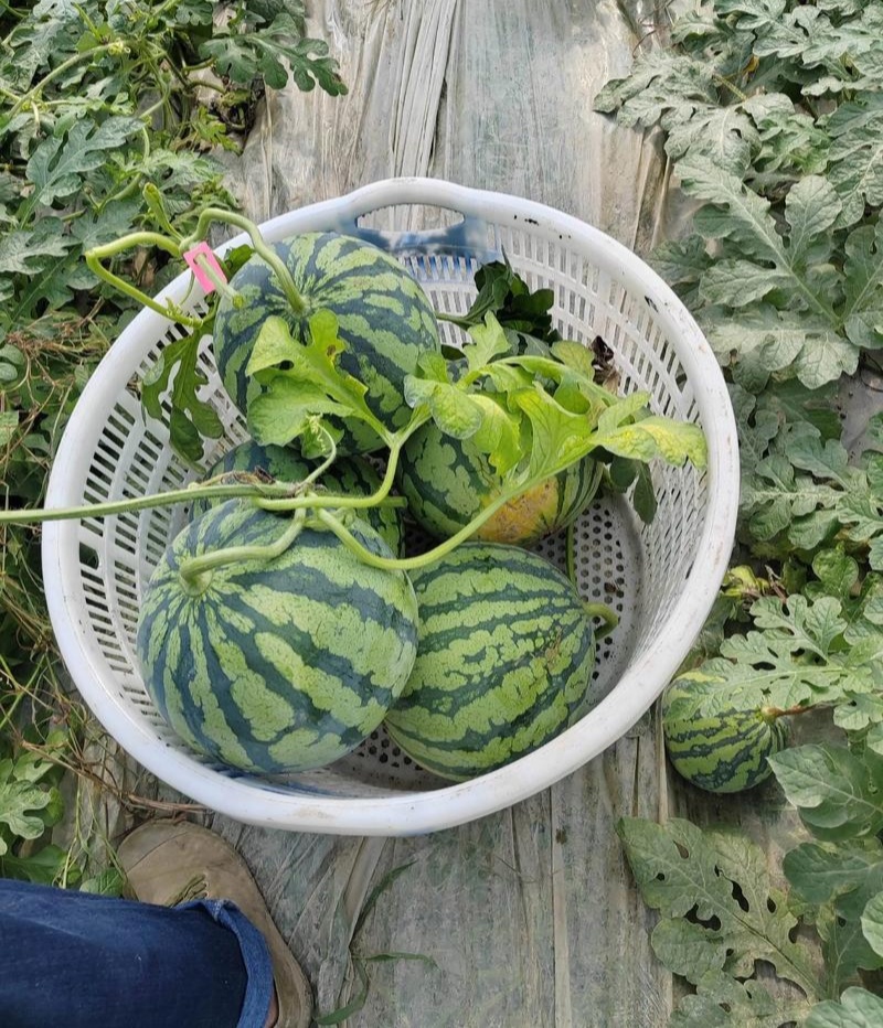 蜜都麒麟早熟一代杂交西瓜种子果实圆形果肉粉红色皮薄且脆