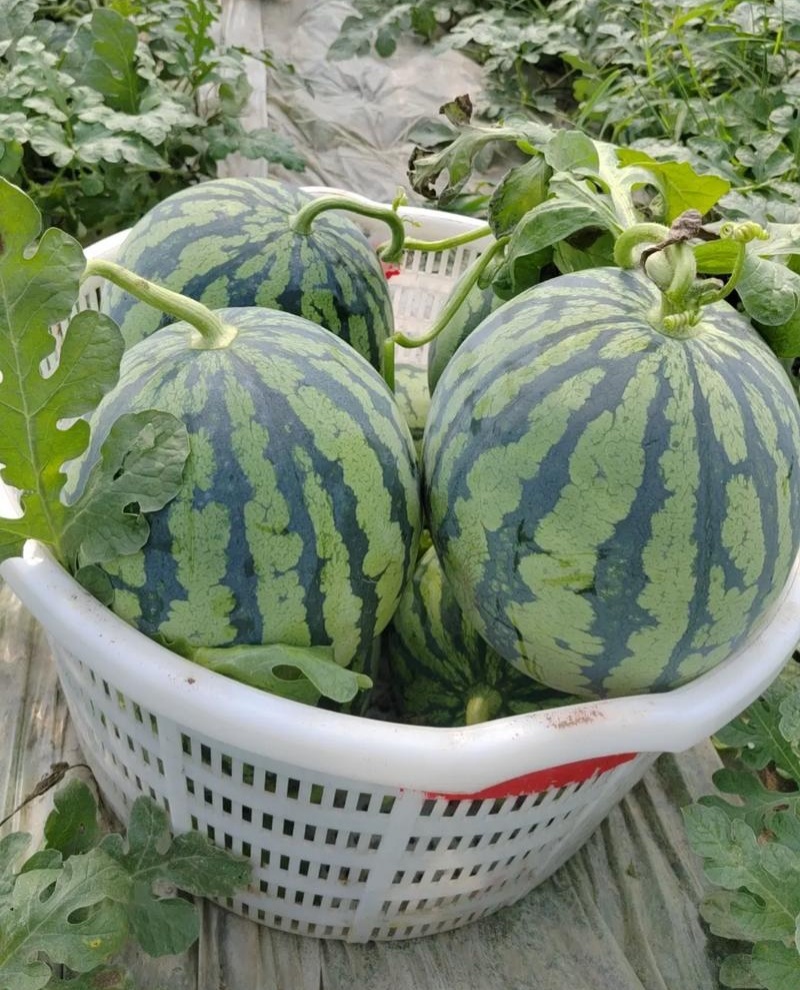 蜜都麒麟早熟一代杂交西瓜种子果实圆形果肉粉红色皮薄且脆