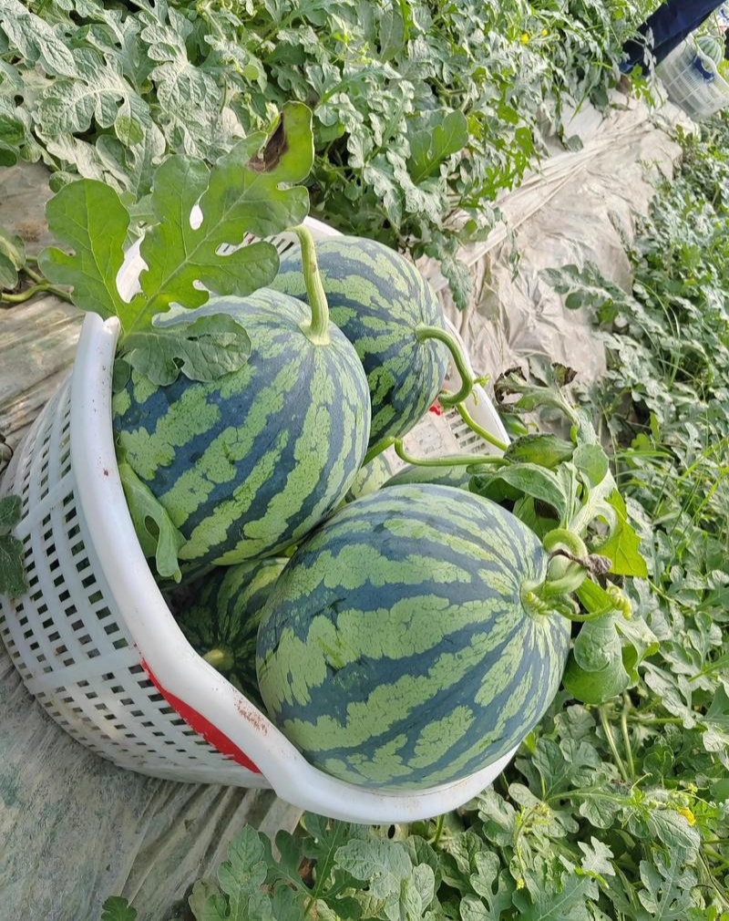 蜜都麒麟早熟一代杂交西瓜种子果实圆形果肉粉红色皮薄且脆