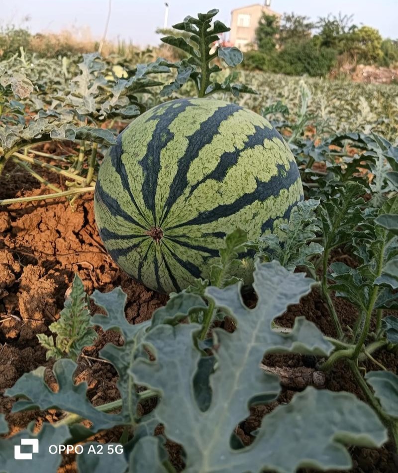 蜜都麒麟早熟一代杂交西瓜种子果实圆形果肉粉红色皮薄且脆
