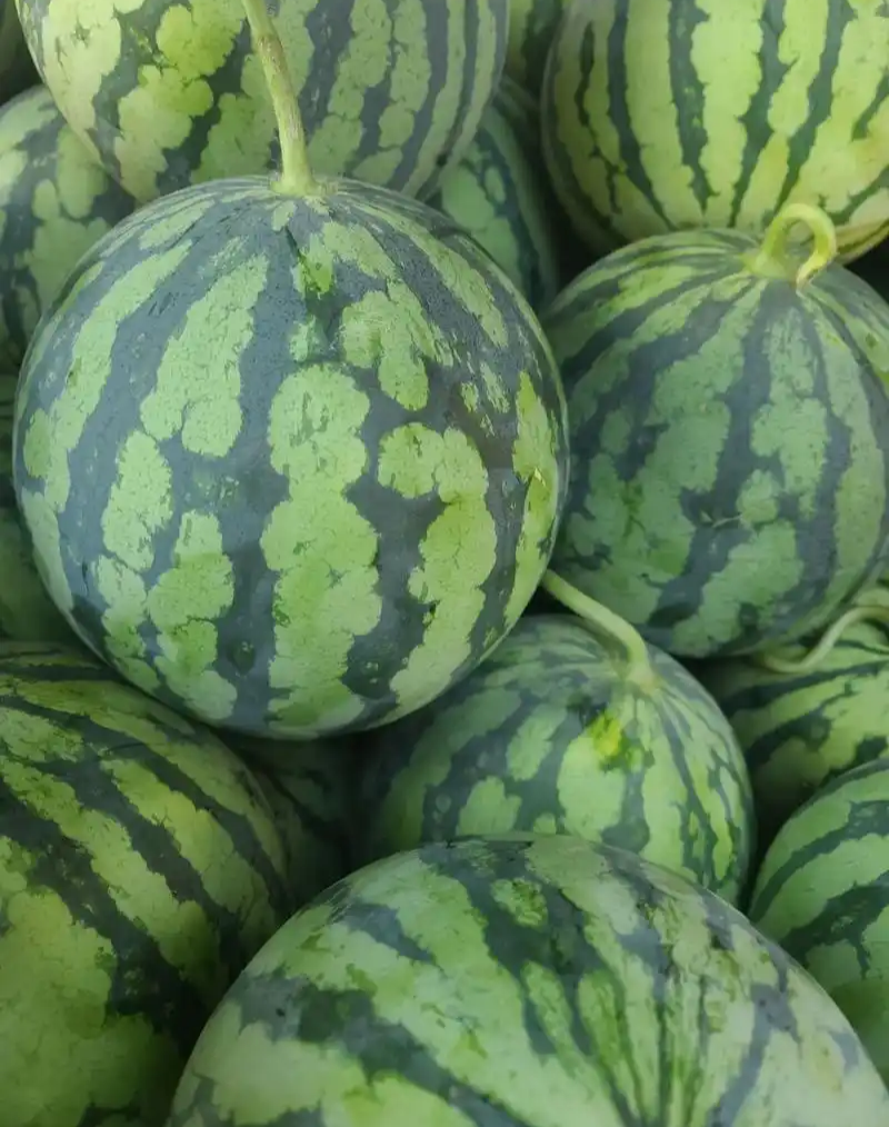 蜜都麒麟早熟一代杂交西瓜种子果实圆形果肉粉红色皮薄且脆