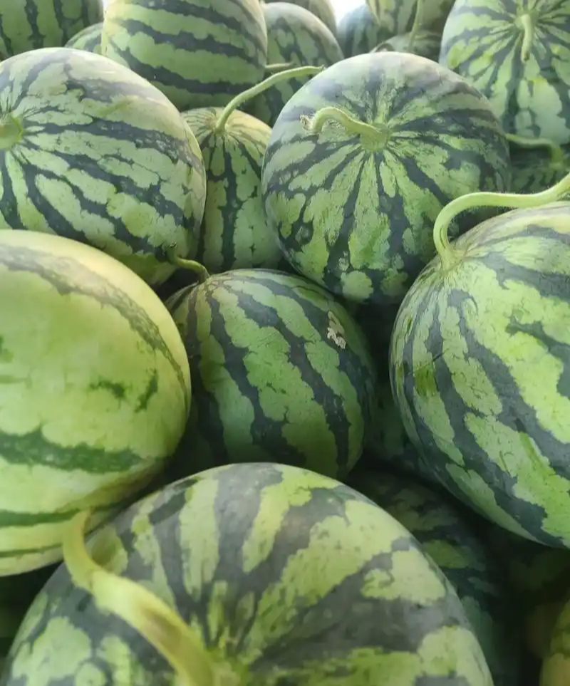 蜜都麒麟早熟一代杂交西瓜种子果实圆形果肉粉红色皮薄且脆