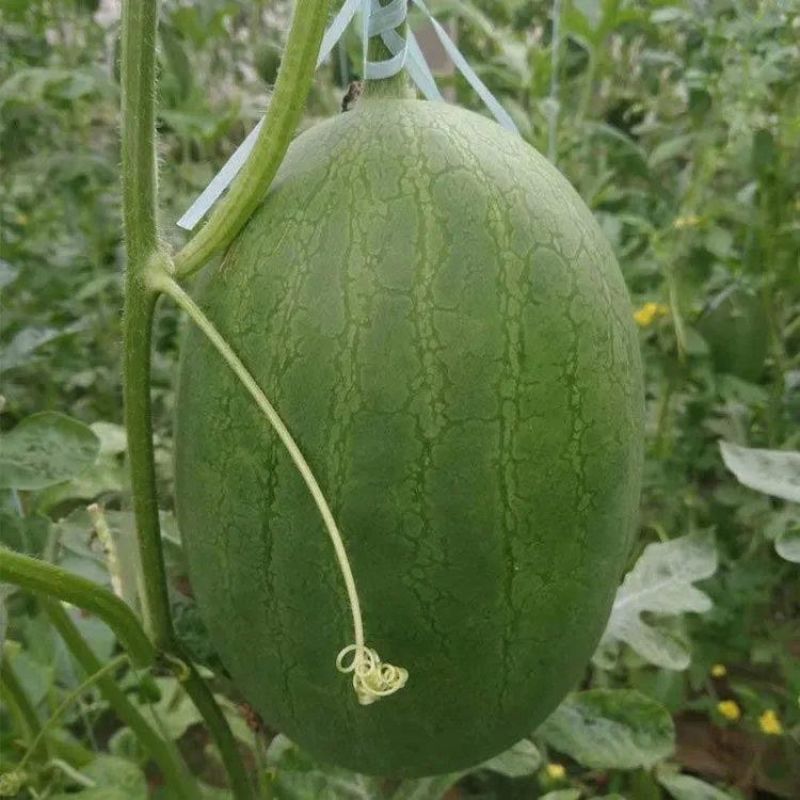 菠萝蜜黄瓤西瓜种子早熟口感香甜质脆爽口皮薄而韧礼品小西瓜