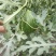 菠萝蜜黄瓤西瓜种子早熟口感香甜质脆爽口皮薄而韧礼品小西瓜