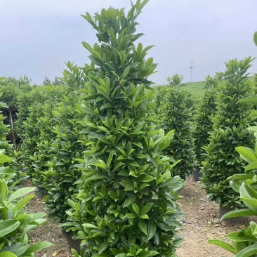 非洲茉莉塔