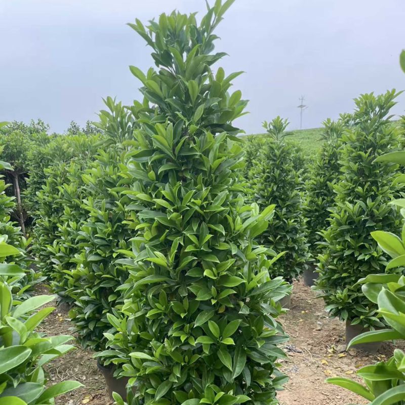 非洲茉莉塔
