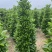 非洲茉莉塔