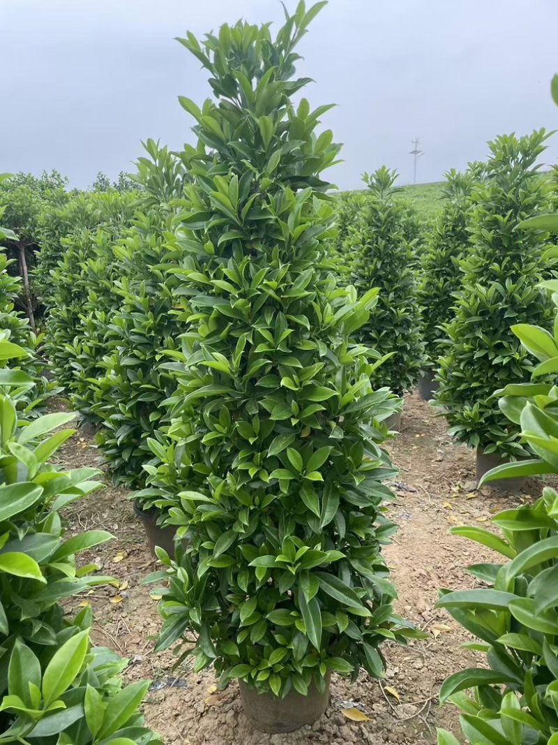 非洲茉莉塔