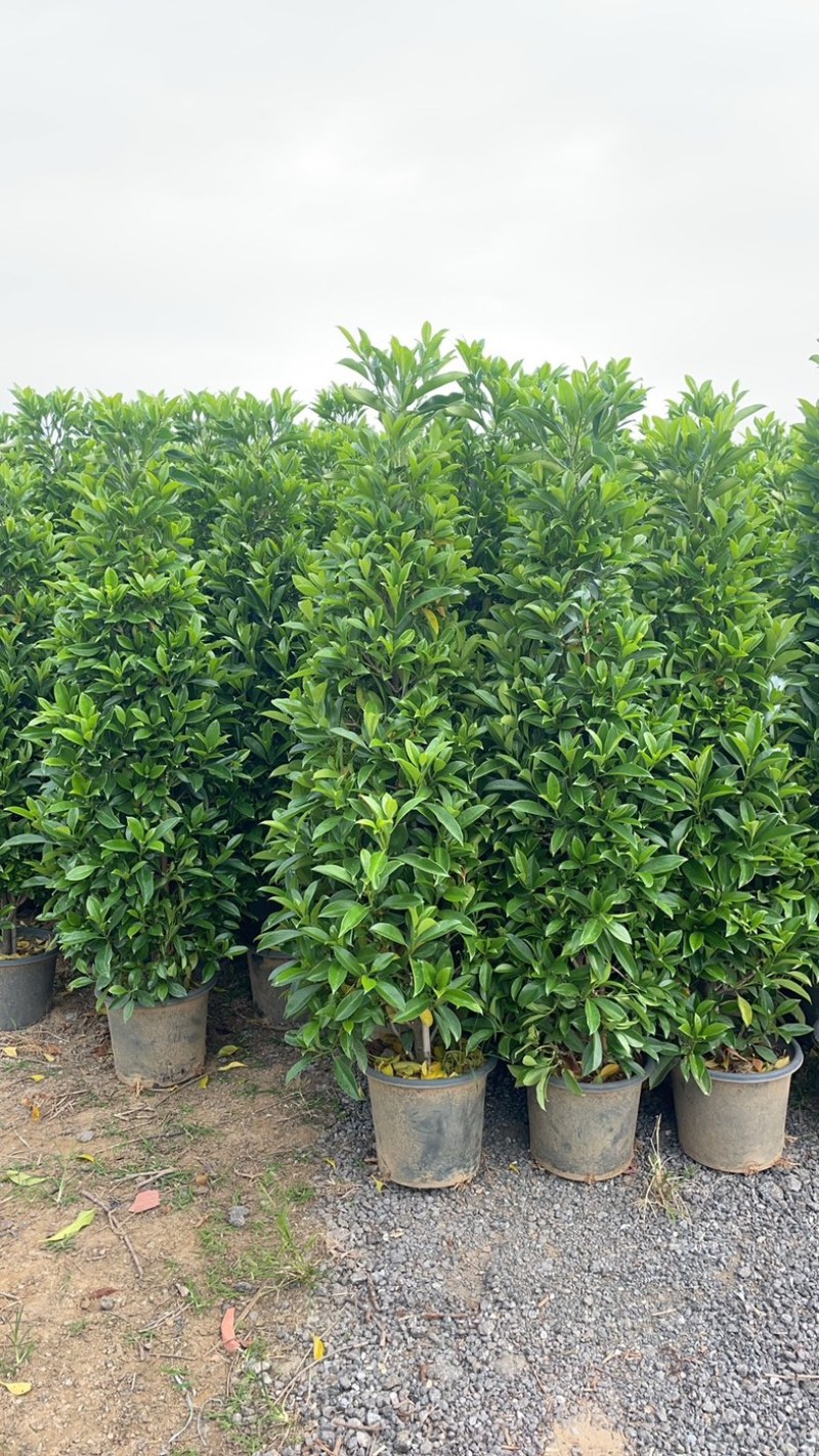 非洲茉莉塔
