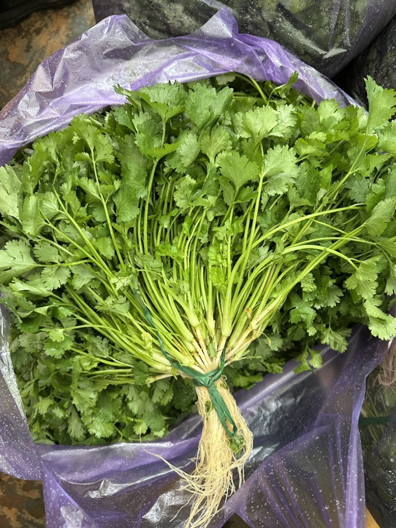 香菜