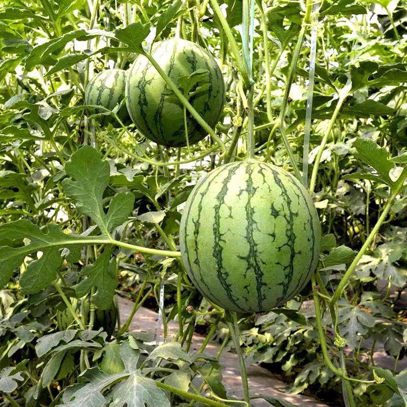卡其牌金小帅西瓜种子甜脆爽口糖度高花皮黄肉西瓜种籽