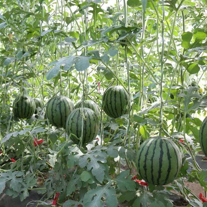 卡其牌金小帅西瓜种子甜脆爽口糖度高花皮黄肉西瓜种籽