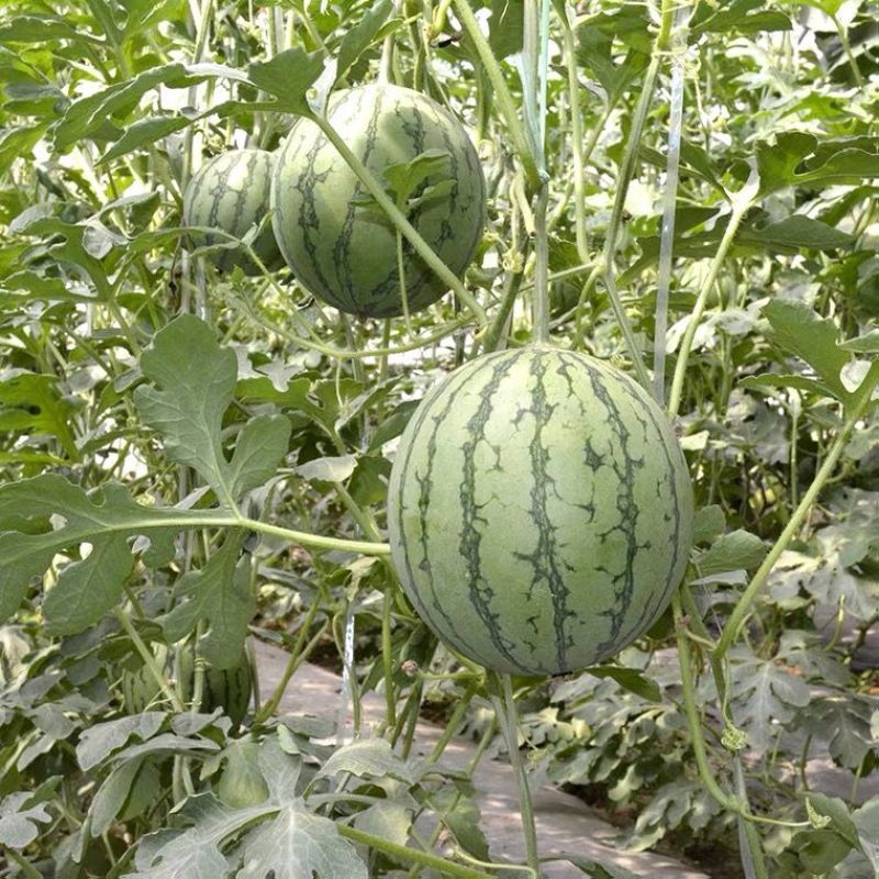 卡其牌金小帅西瓜种子甜脆爽口糖度高花皮黄肉西瓜种籽