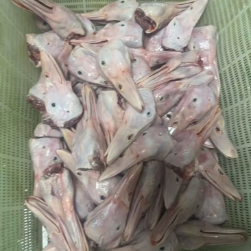 精品一级8头