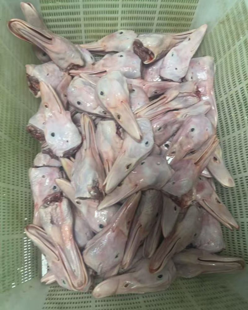 精品一级8头