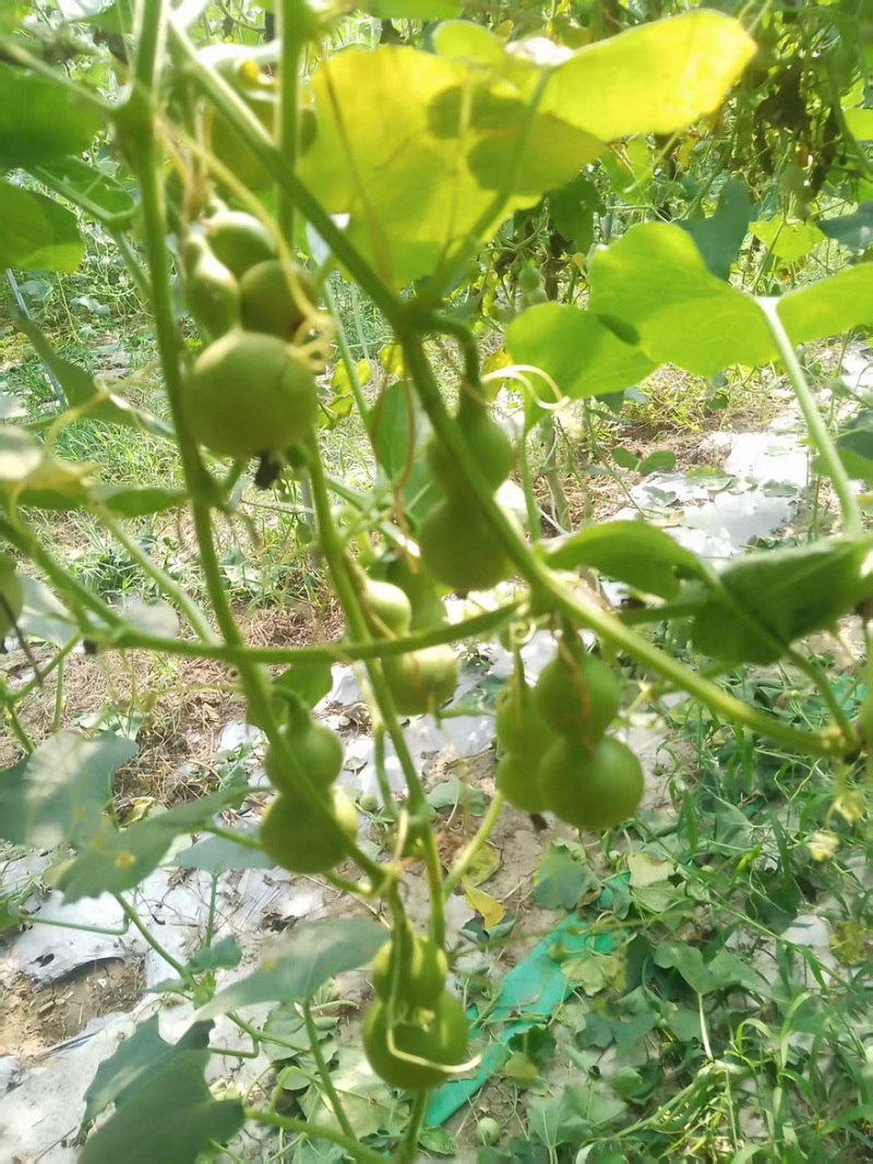 八宝葫芦，天津嘴，干皮葫芦