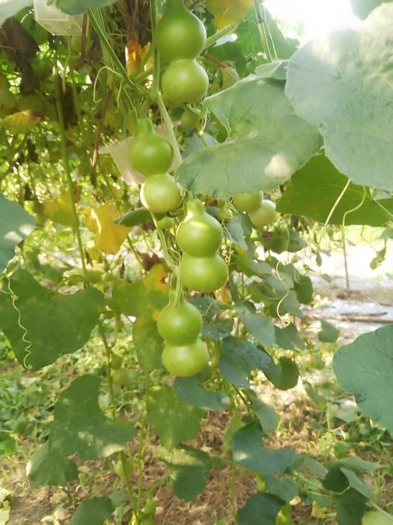 八宝葫芦，天津嘴，干皮葫芦