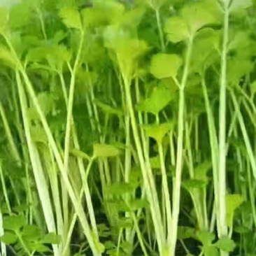 育苗基地全国直发优质芹菜苗大量出售