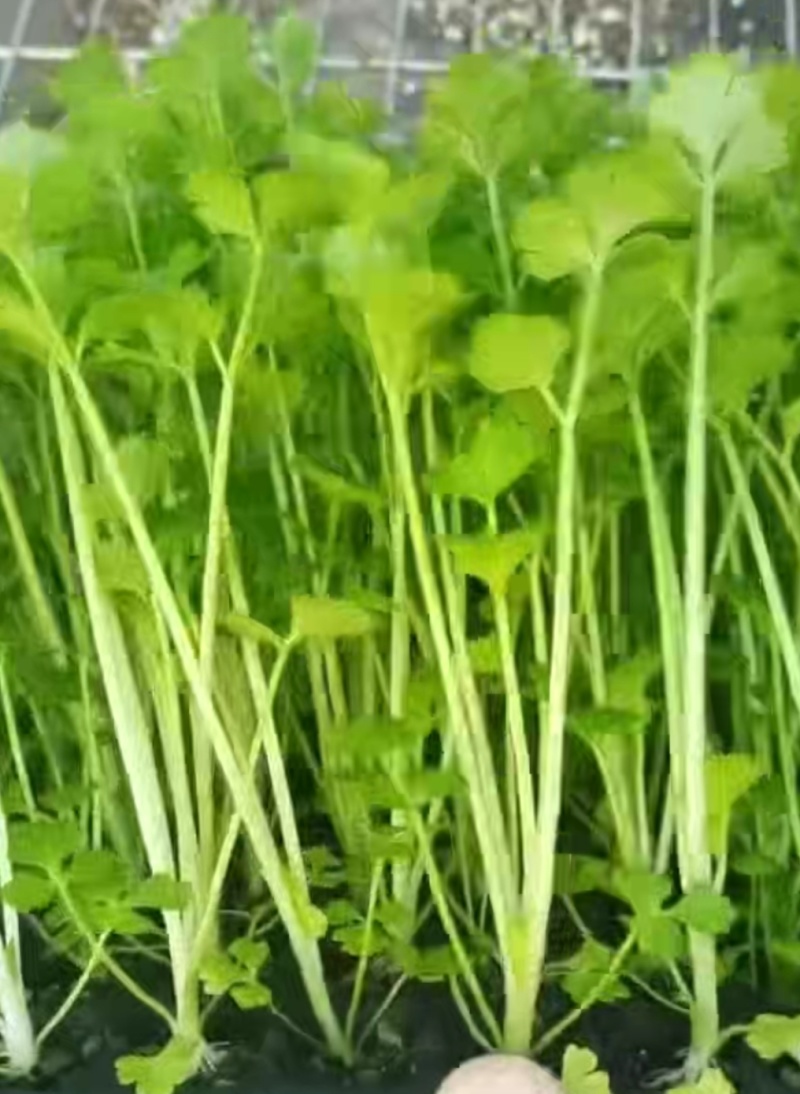 育苗基地全国直发优质芹菜苗大量出售