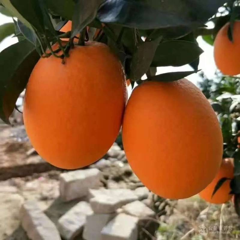 蜂蜜橙一手货源货源充足量大从优全国发货对接商超质量保证