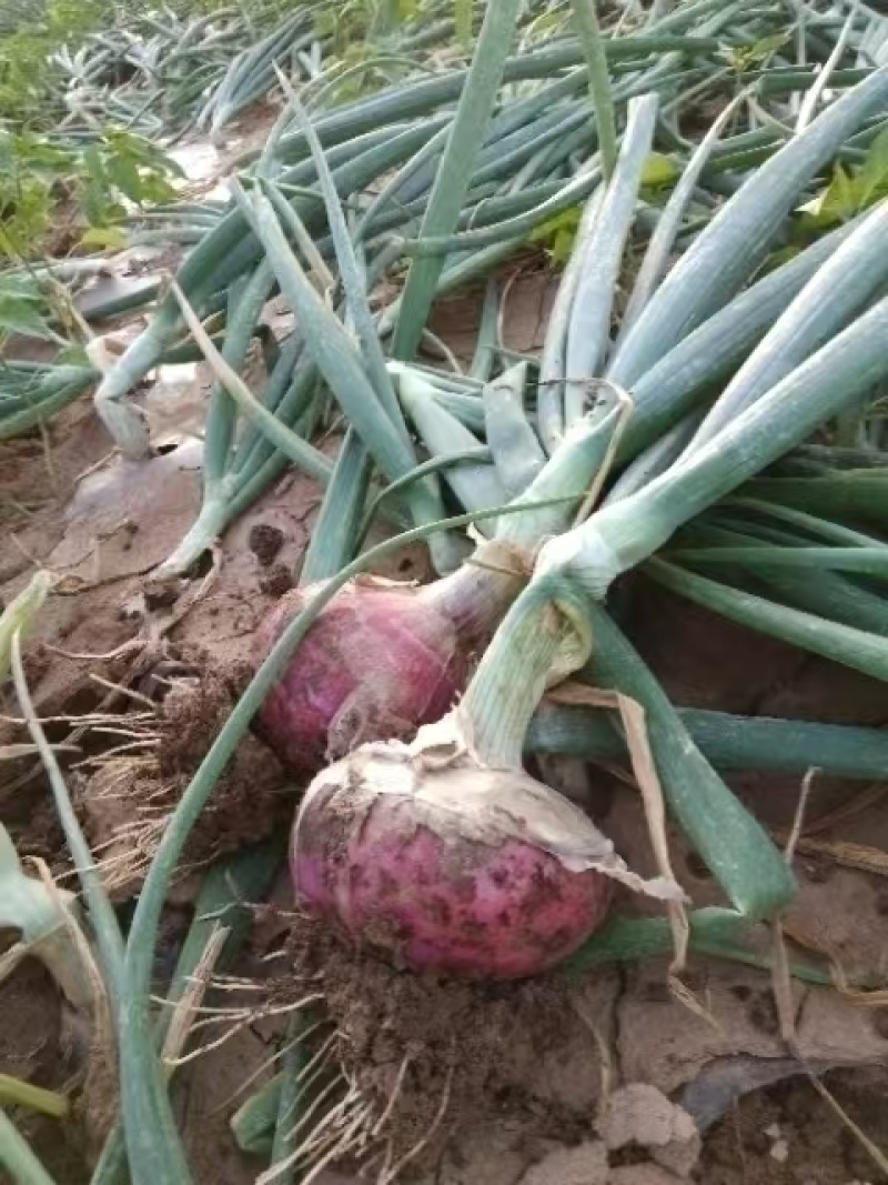 山东济宁专业蔬菜苗/洋葱苗/视频看货/量大价优/欢迎电联