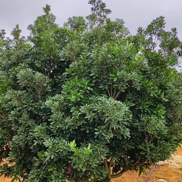 杨梅树