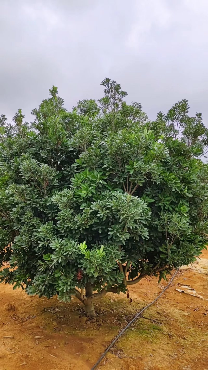 杨梅树