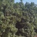 杨梅树