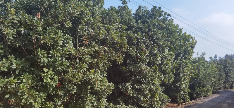 杨梅树