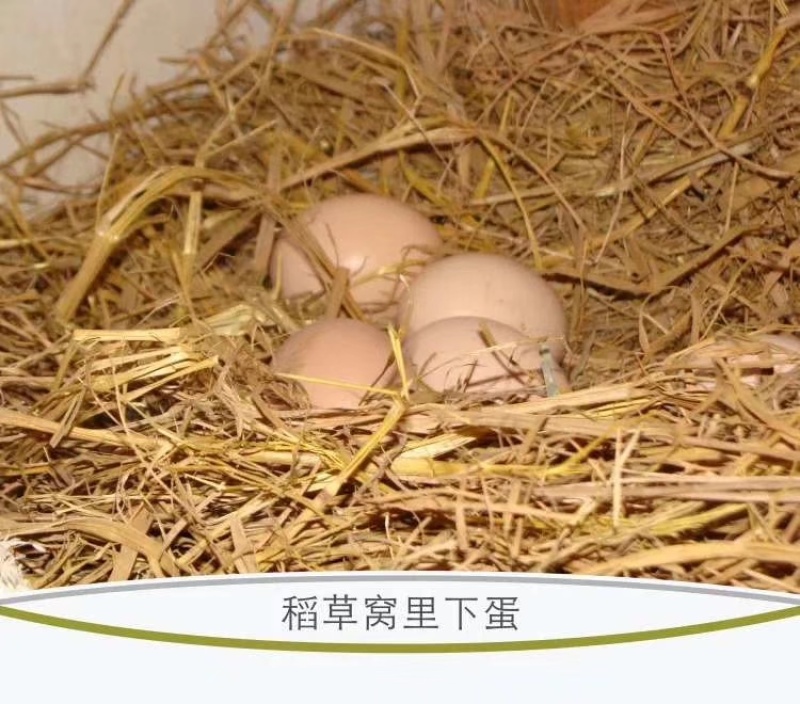 皖南散养土鸡蛋