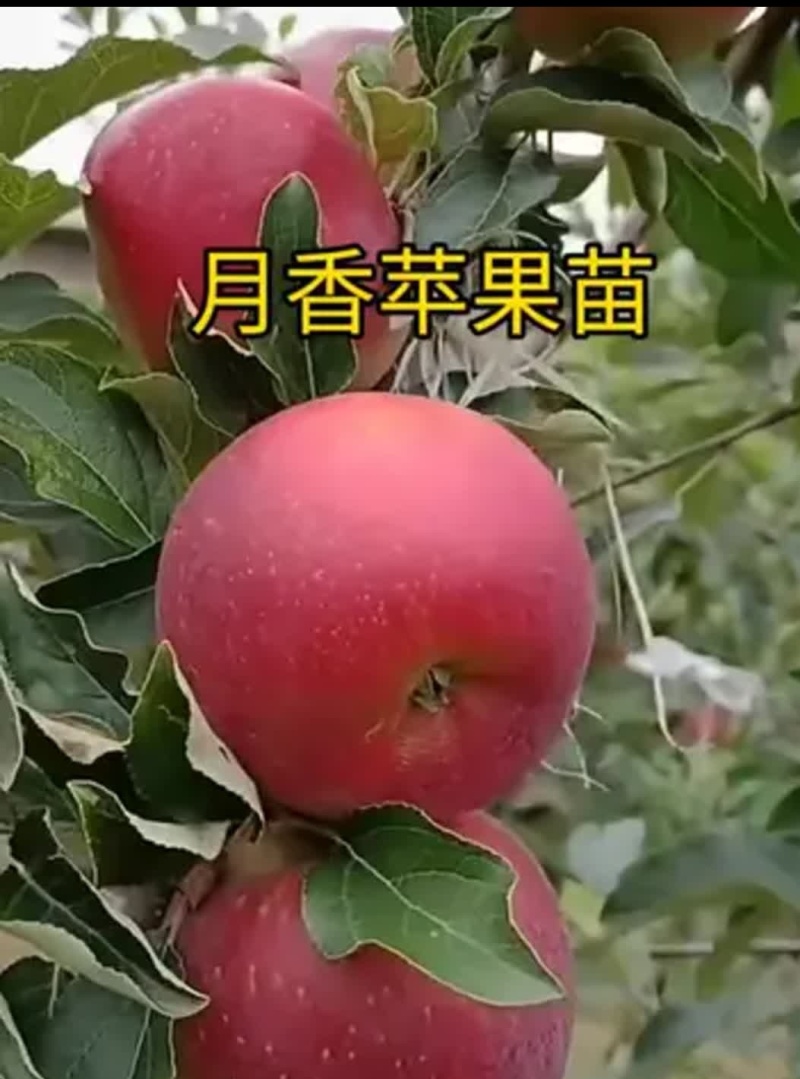 月香苹果品种苗瑞雪国光秦冠苹果鲁丽火箭爱妃众一众三馨元萃