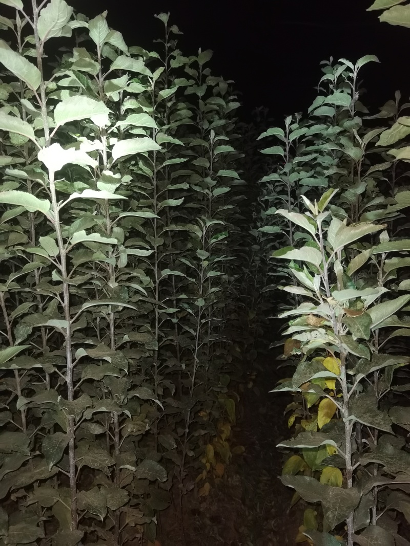 月香苹果品种苗瑞雪国光秦冠苹果鲁丽火箭爱妃众一众三馨元萃