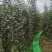 月香苹果品种苗瑞雪国光秦冠苹果鲁丽火箭爱妃众一众三馨元萃