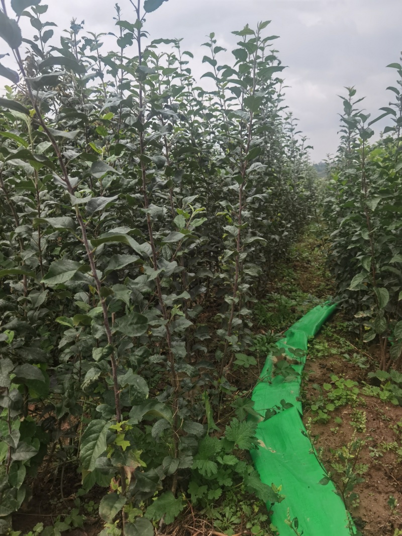 月香苹果品种苗瑞雪国光秦冠苹果鲁丽火箭爱妃众一众三馨元萃