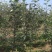 月香苹果品种苗瑞雪国光秦冠苹果鲁丽火箭爱妃众一众三馨元萃