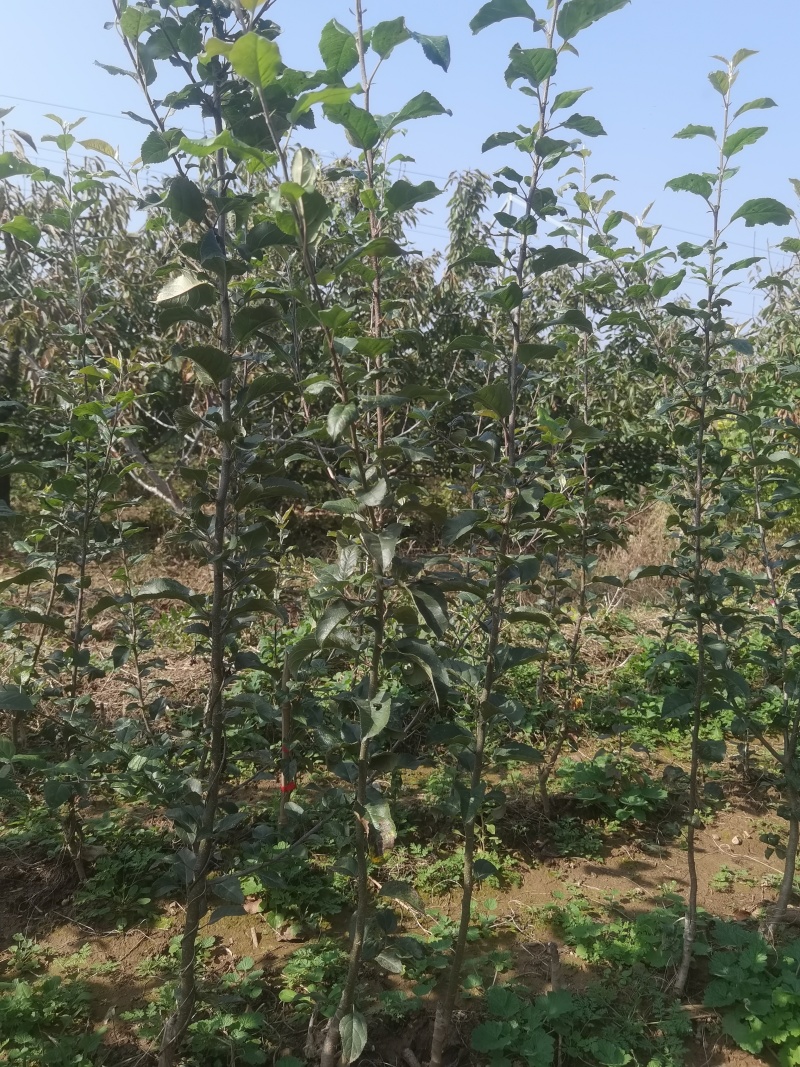 月香苹果品种苗瑞雪国光秦冠苹果鲁丽火箭爱妃众一众三馨元萃