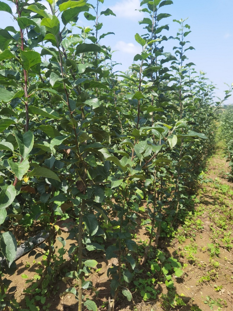 月香苹果品种苗瑞雪国光秦冠苹果鲁丽火箭爱妃众一众三馨元萃