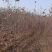 月香苹果品种苗瑞雪国光秦冠苹果鲁丽火箭爱妃众一众三馨元萃